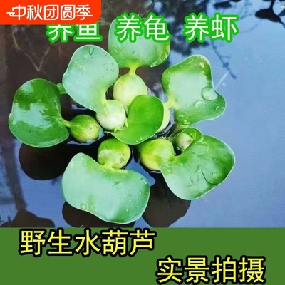 鱼缸水草浮萍造景花卉鱼池塘净化水质水生植物水葫芦增氧养鱼淡水