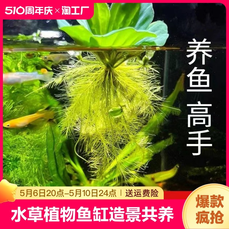 水草植物鱼缸真草造景生态全套摆件水培净化绿植养鱼增氧铺底躲避 宠物/宠物食品及用品 水草 原图主图