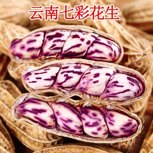 云南七彩花生2026新货普洱七彩晒干种籽生带壳熟牛奶五彩花生米