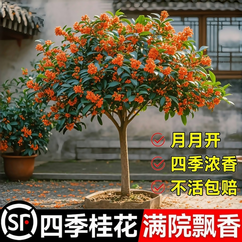 四季桂花树苗金桂庭院浓香原生地栽室内外盆栽八月丹桂花卉绿植物
