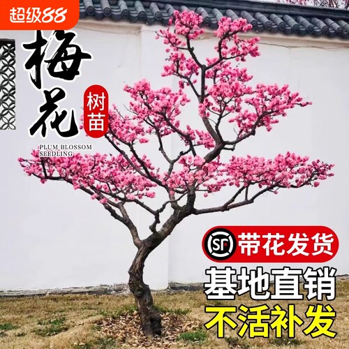 梅花树苗庭院盆栽室外耐寒冬梅红梅腊梅浓香地栽盆景四季花卉植物