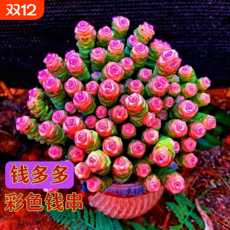 彩色钱串多肉植物室内新手好养肉肉钱串子品种盆栽花卉招财桌面盆