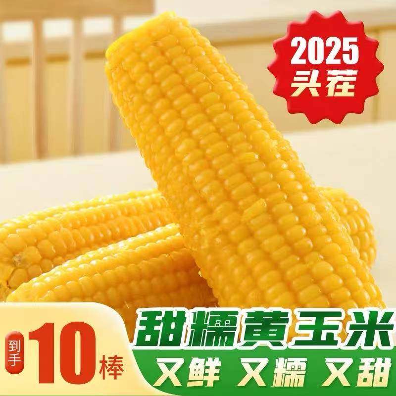 正宗东北黑土地甜糯玉米棒软糯香低脂真空代餐非转基因黏糯玉米棒,粮油调味/速食/干货/烘焙,玉米,淘宝优惠券,粉丝福利购,淘宝优惠卷