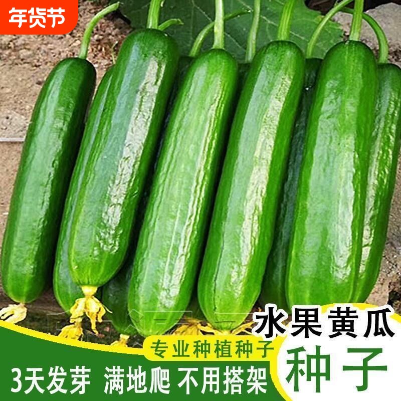 水果黄瓜种子高产生吃旱黄瓜春秋季小菜园阳台四季蔬菜种籽新品种