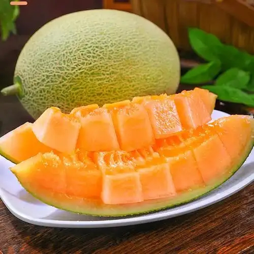 山东哈密瓜西周蜜25网纹瓜