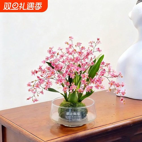 带花苞多花剑粉色梦香兰苔藓球