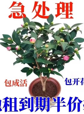 山茶花树苗盆栽花卉好养绿植物五色赤丹苗多季开花阳台庭院老桩