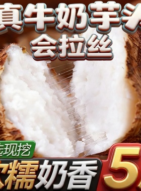 山东牛奶小芋头现挖芋艿小香芋整箱奶芋头非荔浦芋奶农家自种当季