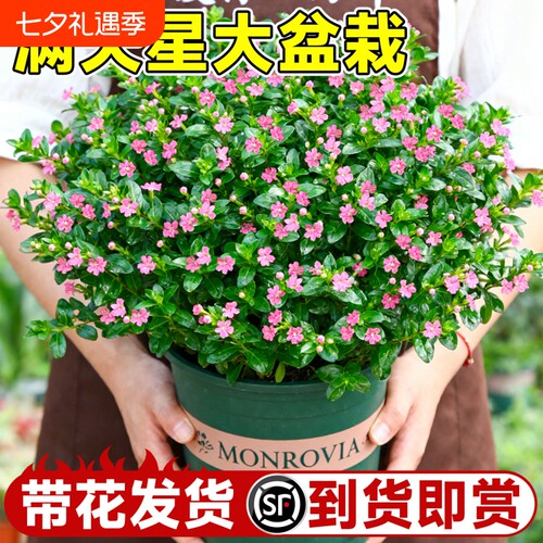 满天星盆栽四季开花秋季种花种子植物室内好养花卉绿植带花适合的