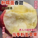 东来同款 原生态粉面红星苹果宝宝刮泥老人新鲜水果非花牛 当季