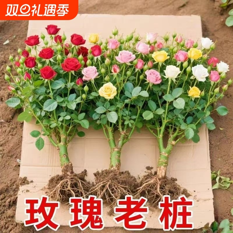 正宗混色玫瑰花苗老桩开花月季花花卉四季老根盆栽室内多色玫瑰花