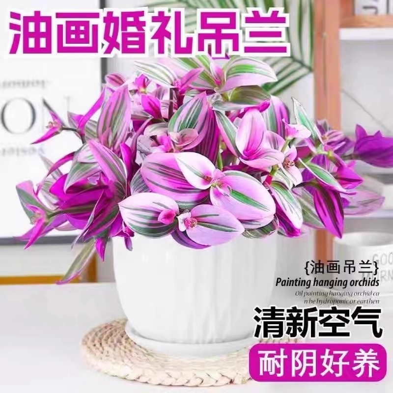油画婚礼吊兰水培植物小苗盆栽花盆老桩大号好养阳台桌面花卉