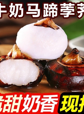 【现挖】马蹄荸荠新鲜大果生吃水果蔬菜当季现挖荸荠脆甜爽口多汁