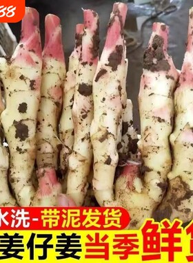 山东红芽嫩姜新鲜仔姜现挖子姜当季嫩姜芽醋泡姜农家自种大姜