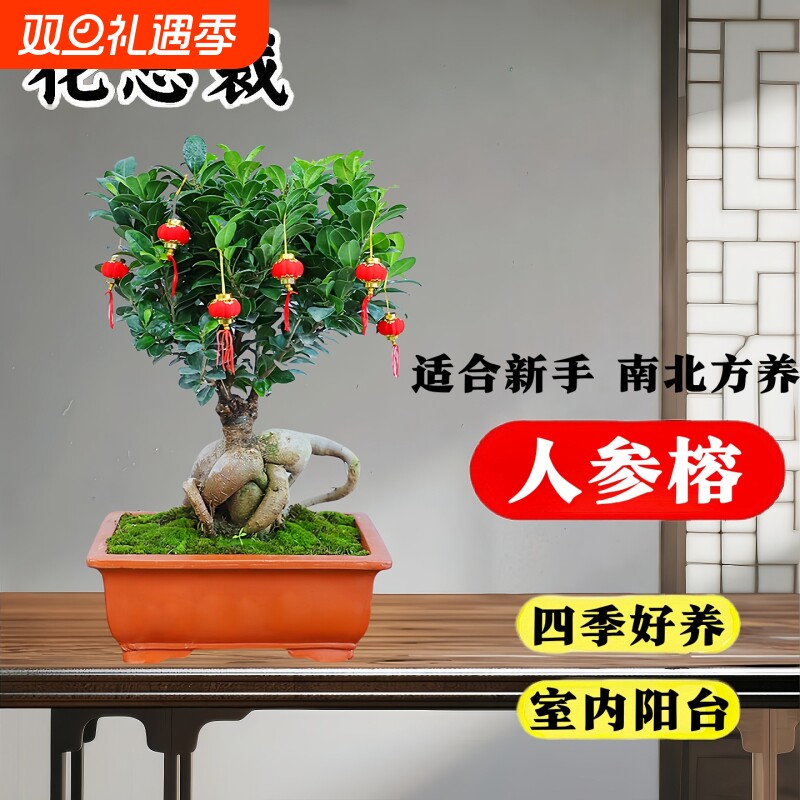 大榕树盆景办公室桌面客厅绿植物人参榕老桩四季常青小榕树苗盆栽