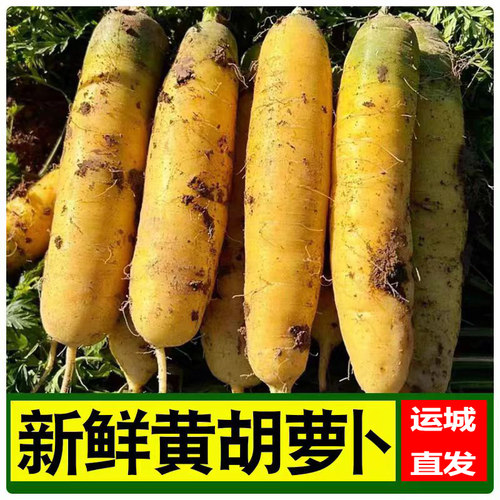 山西运城黄萝卜炒菜凉拌食用