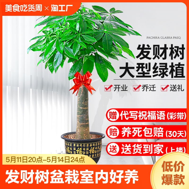 发财树盆栽室内好养大型招财树绿植物客厅办公室开业花卉盆景甲醛 鲜花速递/花卉仿真/绿植园艺 大型绿植/成品组合盆栽 原图主图