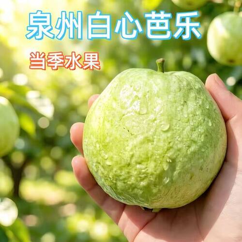 福建珍珠芭乐白心芭乐番石榴硬脆甜低脂低糖产地直发现摘应季水果