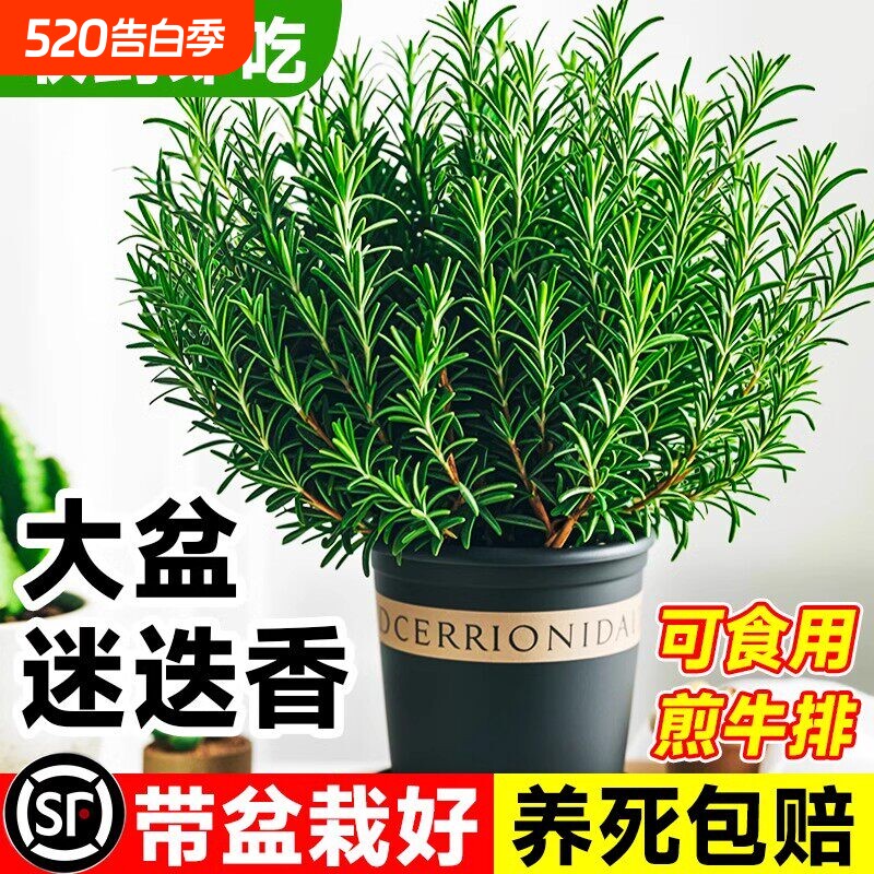 可食用大盆迷迭香盆栽煎牛排百里香薄荷叶室内外植物香料香草驱蚊