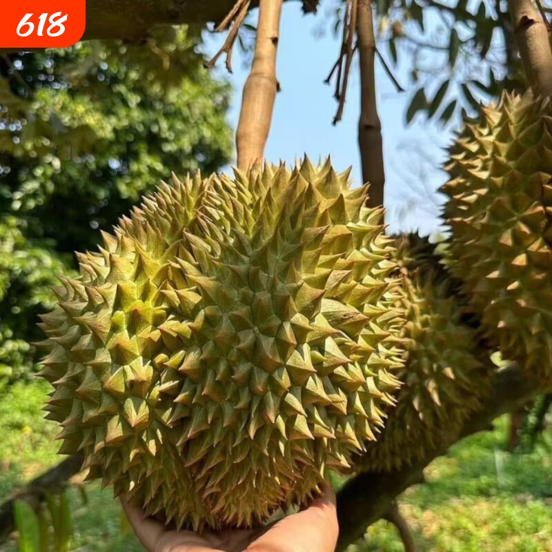 顺丰精选泰国金枕榴莲带壳整个鲜果老树果更香甜顺丰速达坏果包赔