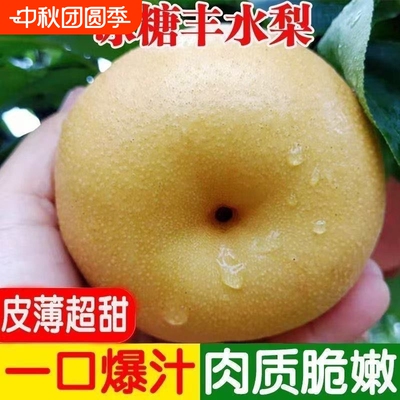 正宗丰水梨产地直发新鲜水果农家自种冰糖梨子当季水果现摘酥脆