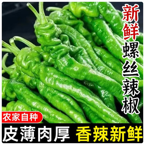 山东新鲜螺丝辣椒产地直发包邮