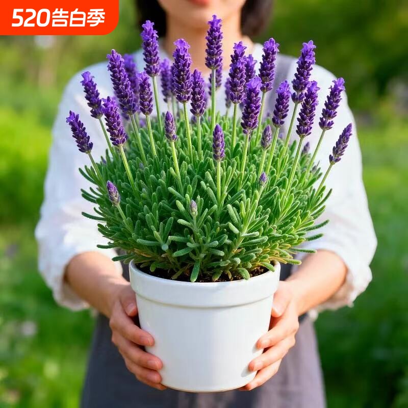 薰衣草花苗盆栽室内驱蚊植物羽叶普罗旺斯四季开花卉室外庭院带花
