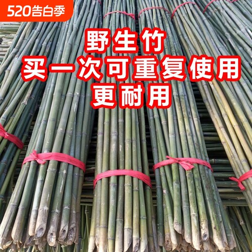 竹竿菜园搭架蔬菜黄瓜番茄豆角架