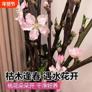 遇水开花【带芽苞发货】水培桃花枝真桃花新鲜桃枝干支花卉年宵花