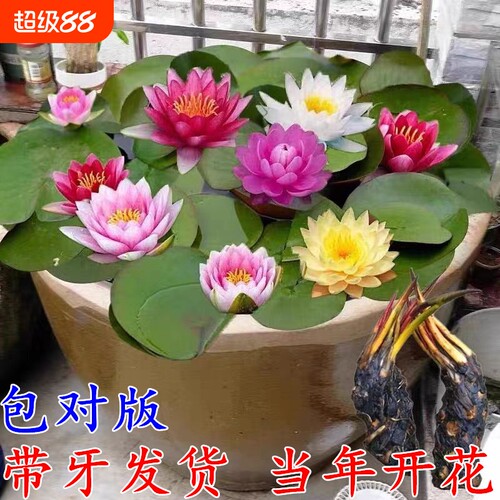 根块池塘睡莲四季荷花