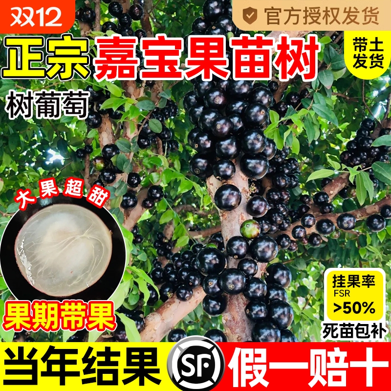 四季嘉宝果苗庭院|超6000次加购