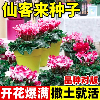 仙客来种子四季阳台萝卜海棠一品冠兔耳花籽室外阳台盆栽春秋季播