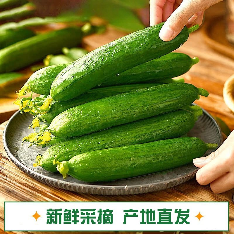 水果黄瓜5斤新鲜小黄瓜脆甜无刺生吃蔬菜包邮自提生鲜现摘凉拌