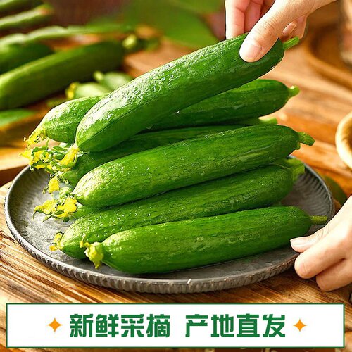 水果黄瓜5斤新鲜小黄瓜脆甜无刺生吃蔬菜包邮自提生鲜现摘凉拌