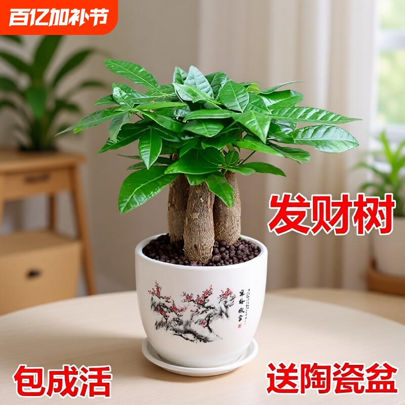 发财树小盆栽室内绿植花卉水培植物绿萝文竹四季好养活办公室桌面