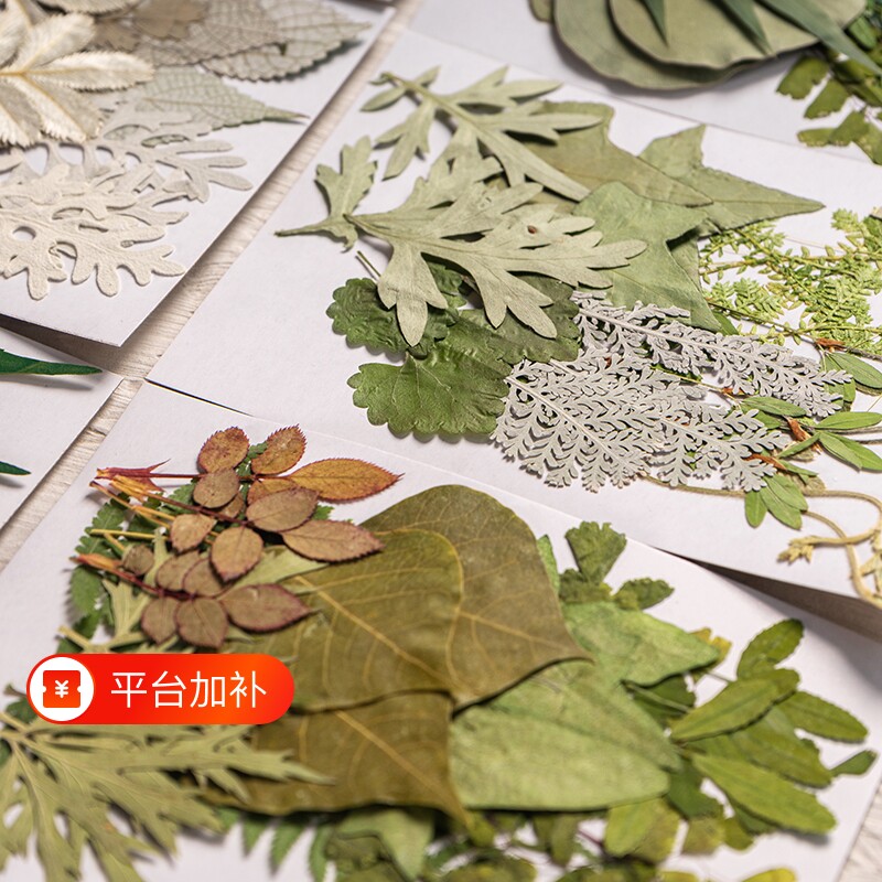 儿童diy绿叶材料包组合包手工材料花瓣妆拍摄道具真树叶标本贴花