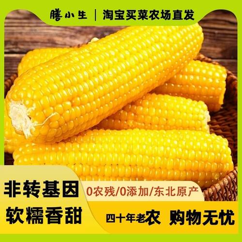 东北黄糯玉米黏玉米10棒粗粮黄新鲜甜粘玉米真空装早餐新玉米买菜