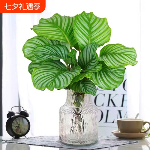基地直销 新品特惠