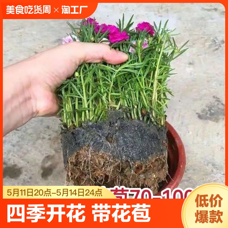 重瓣太阳花苗宿根植物绿植花卉盆栽四季开花带花苞客厅阳台庭院