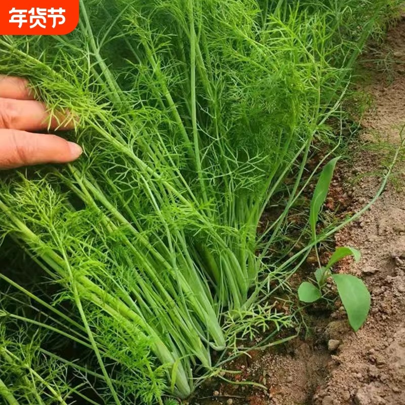茴香种子种籽苗孑小茴香菜阳台带根四季菜种盆栽籽种蔬菜菜籽回香,鲜花速递/花卉仿真/绿植园艺,家庭园艺种子,淘宝优惠券,粉丝福利购,淘宝优惠卷
