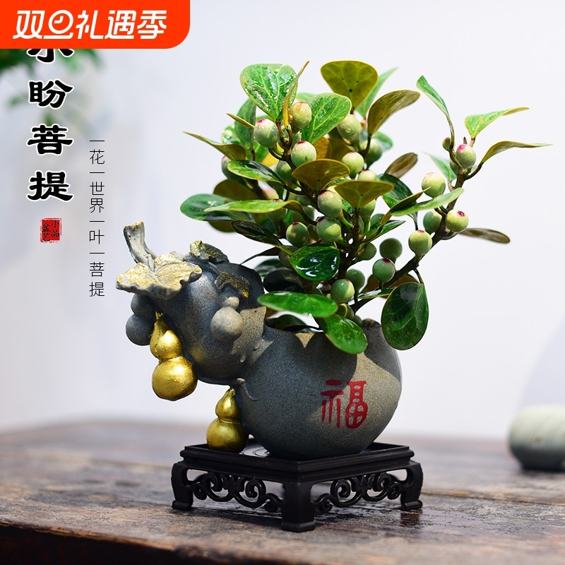 小盼菩提树盆栽室内客厅桌面四季好养盆景植物摆件茶桌办公室摆放