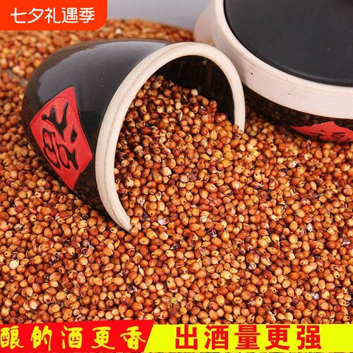 酿酒红高粱100斤农家自产酿醋