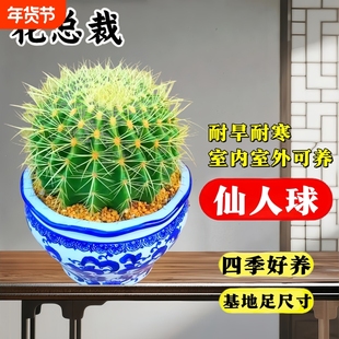 大金琥仙人球盆栽仙人掌科多肉植物绿植金虎带盆办公室好养活室内