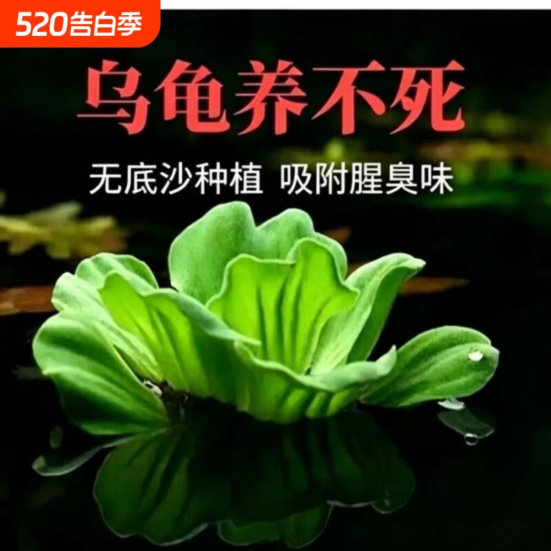 水芙蓉浮萍水草庭院新手种植无需底沙懒人造景装饰阴性生态套餐