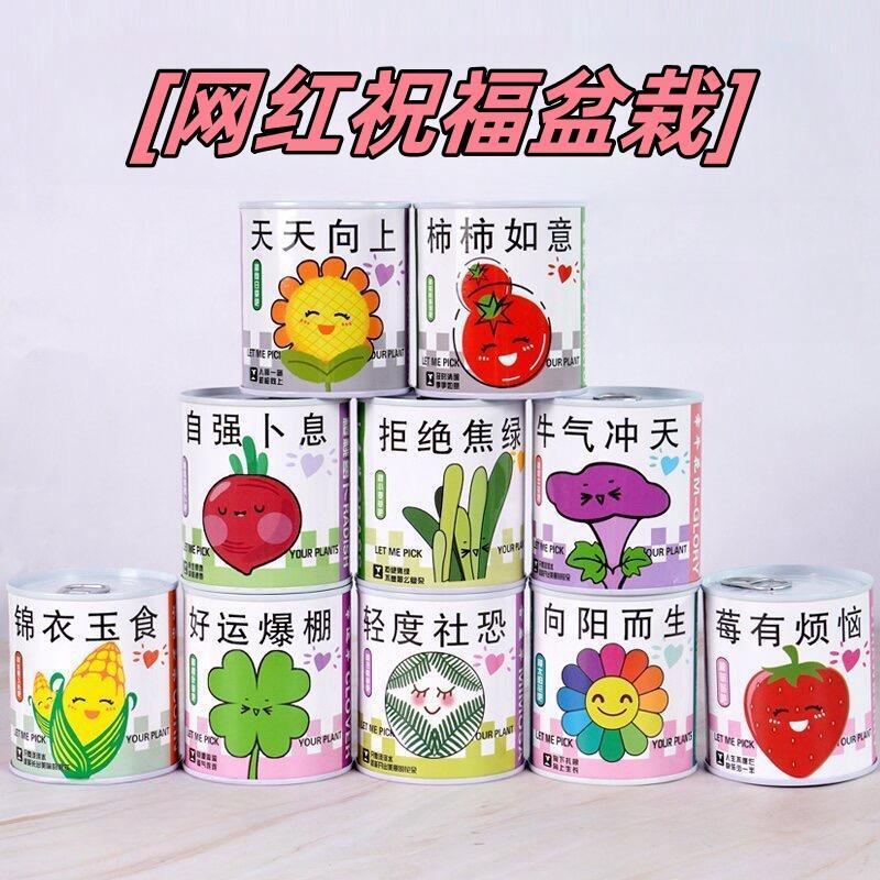 小盆栽种植草莓向日葵种子