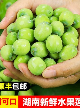 新鲜莲子现摘水果莲蓬生吃甜嫩