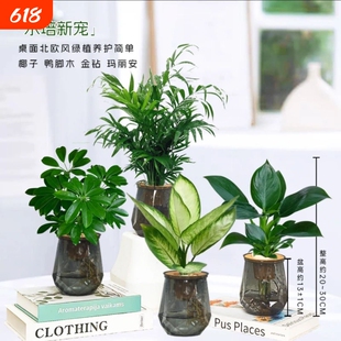 水培发财树绿萝玛丽安懒人绿植桌面室内水培美观绿植物清新好养护