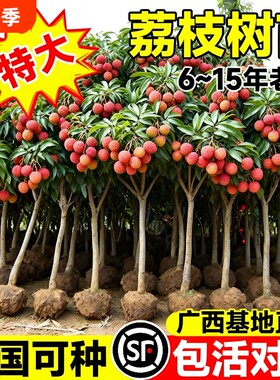 特大号荔枝树苗嫁接果树苗无核桂味庭院盆栽水果苗四季种植进奉