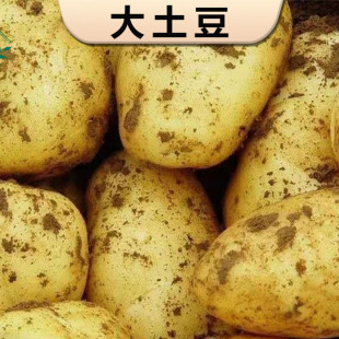 2026年新黄心土豆洋芋薄皮粉面黄心农家种植现挖马铃薯辅食