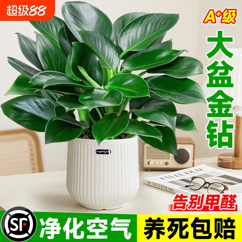 大盆金钻绿公主盆栽桌面办公室内绿植蔓绿绒多肉大叶植物去除甲醛